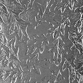 Decorative glass Saint Johns Duval Flagler Putnam Clay County Florida